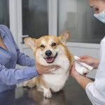 Dierenkliniek in Den Bosch