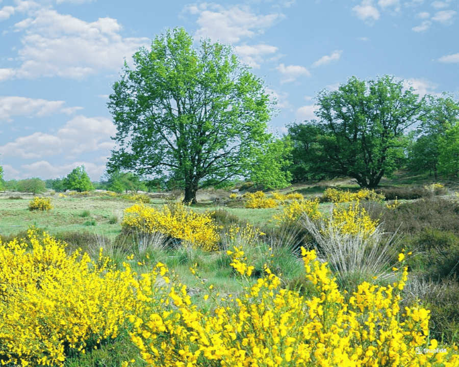 Nationaal Park De Loonse en Drunense Duinen in Den Bosch